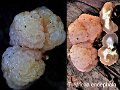 Tremella encephala-amf1832